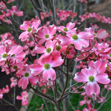 Cornus florida rubra Dogwood