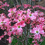 Cornus florida rubra Dogwood