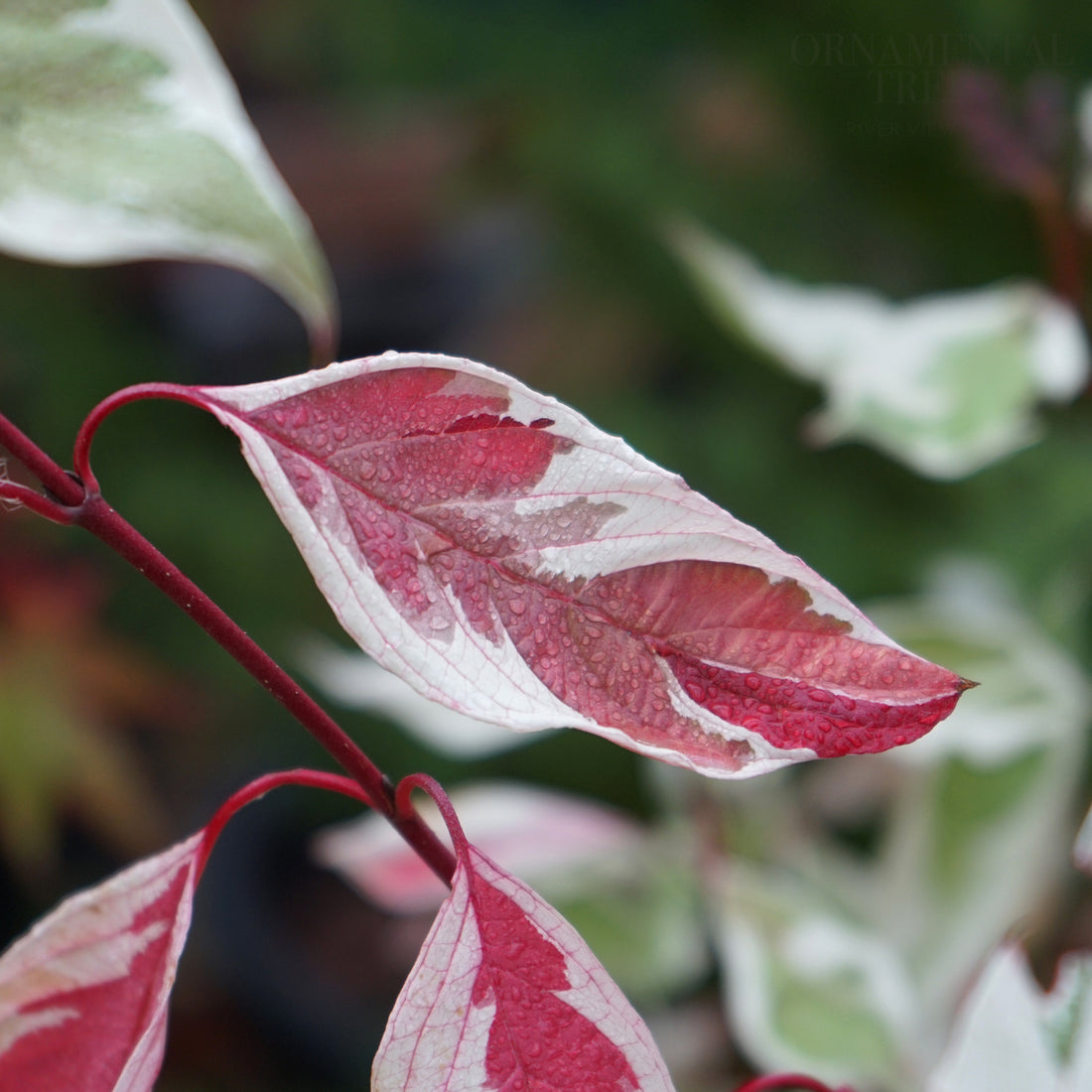 Cornus Golden Raspberry Red Cornus alba Elegantissima | Red Bark Dogwood Shrubs | Ornamental Trees