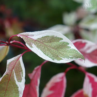 Cornus Alba egantissima