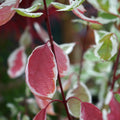 Bush, 100-125cm, 12L pot
