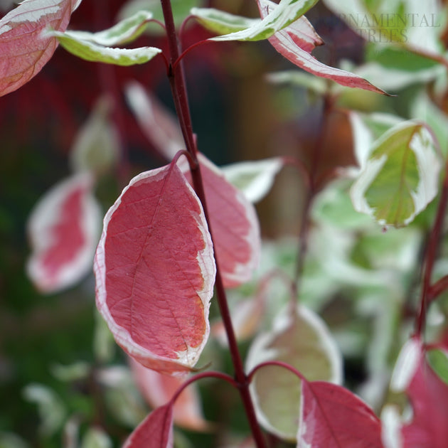 Cornus Alba Elegantissima