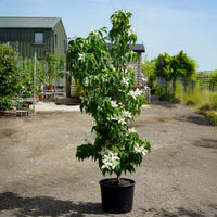 Cornus kousa 'Blue Shadow'