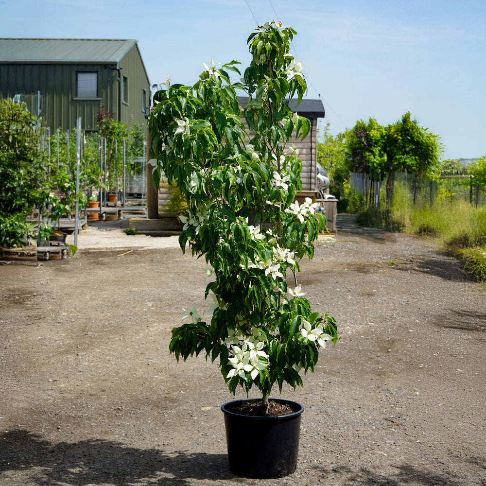 Cornus kousa 'Blue Shadow'