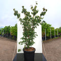 Cornus kousa 'Blue Shadow'