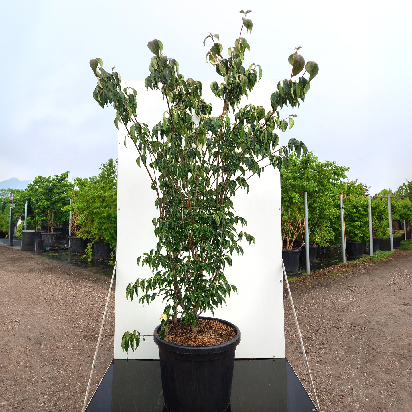 Cornus kousa 'Blue Shadow'