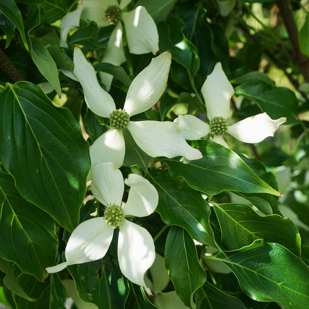 Cornus Kousa 'Blue Shadow' flowers