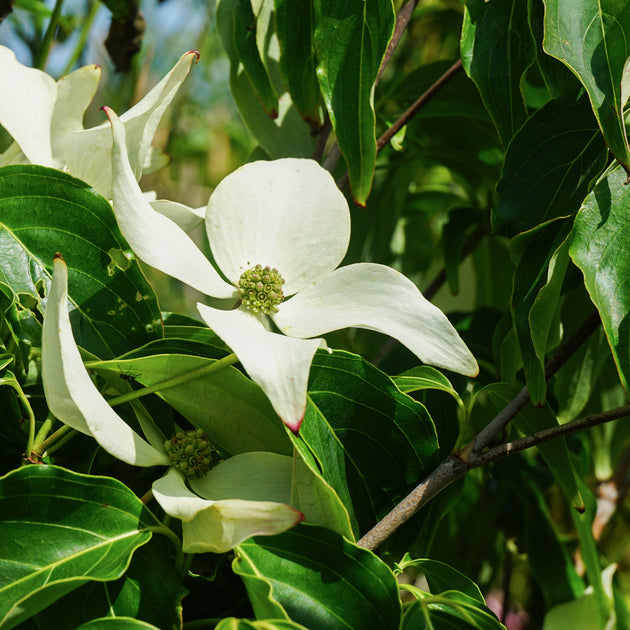 Cornus Kousa 'Blue Shadow' flowers