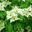 Cornus kousa 'Milky Way' Tree