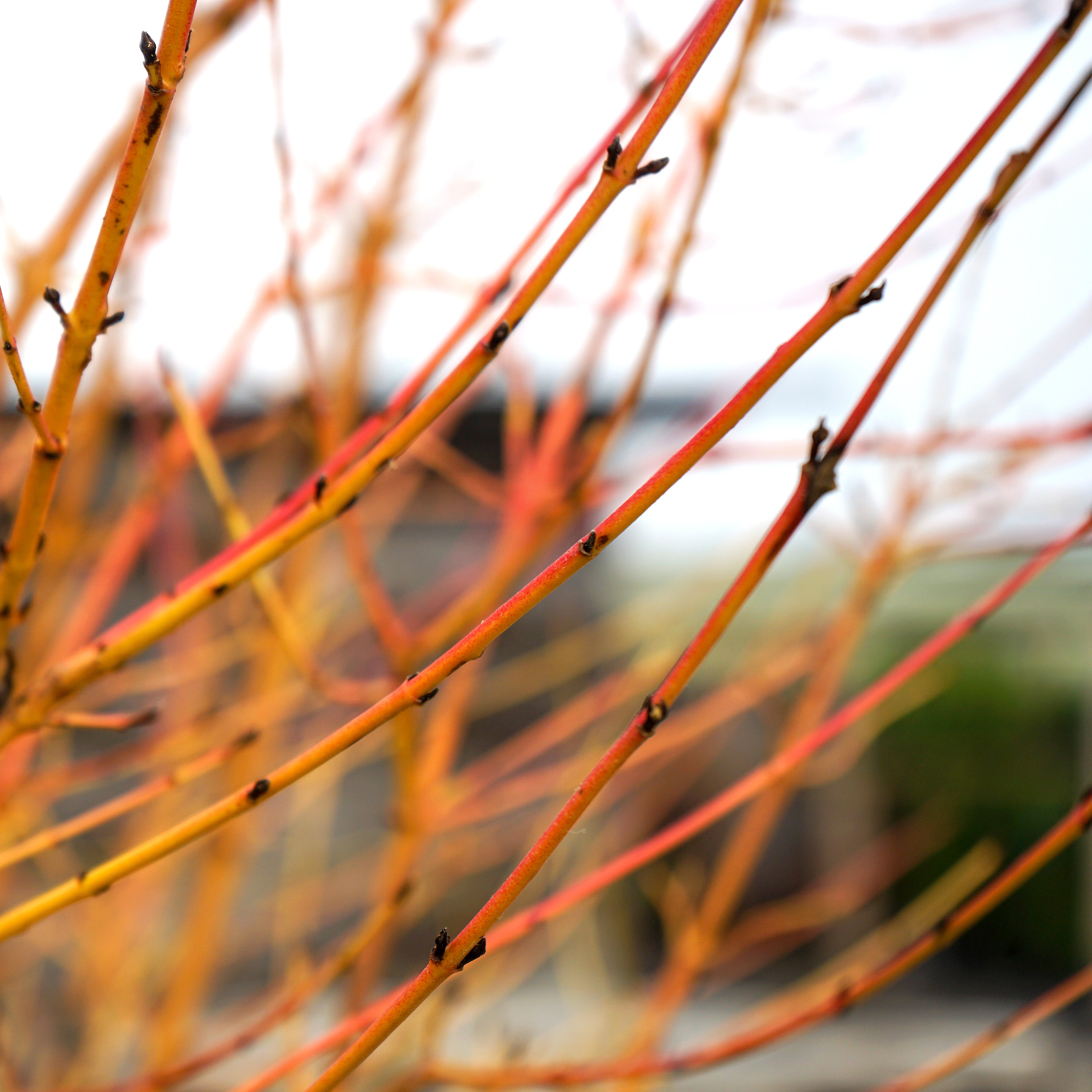 Czonius Tree Cornus mas | Cornelian Cherry Shrubs For Sale – Ornamental Trees