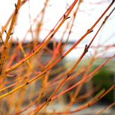 Flowering Dogwood Trees & Shrubs | Cornus | Ornamental Trees