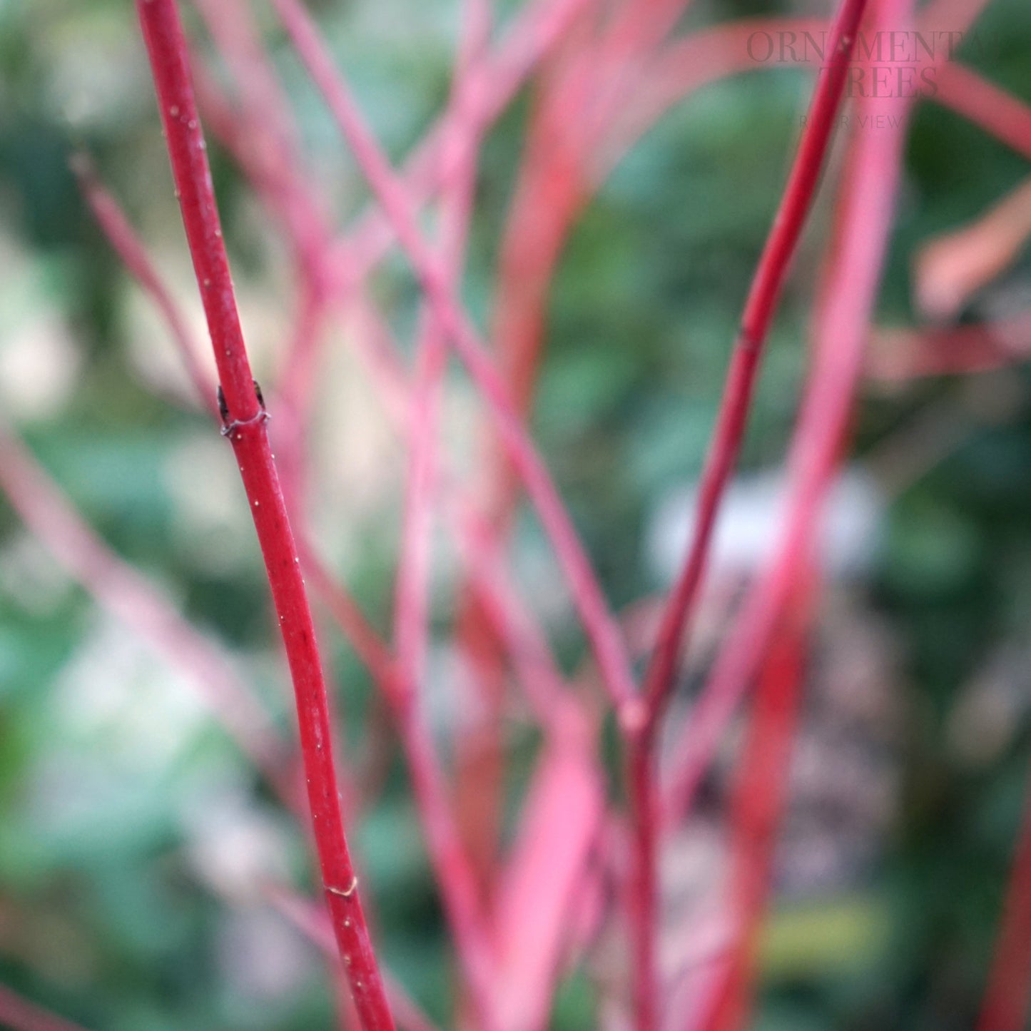 cornus sibirica stems