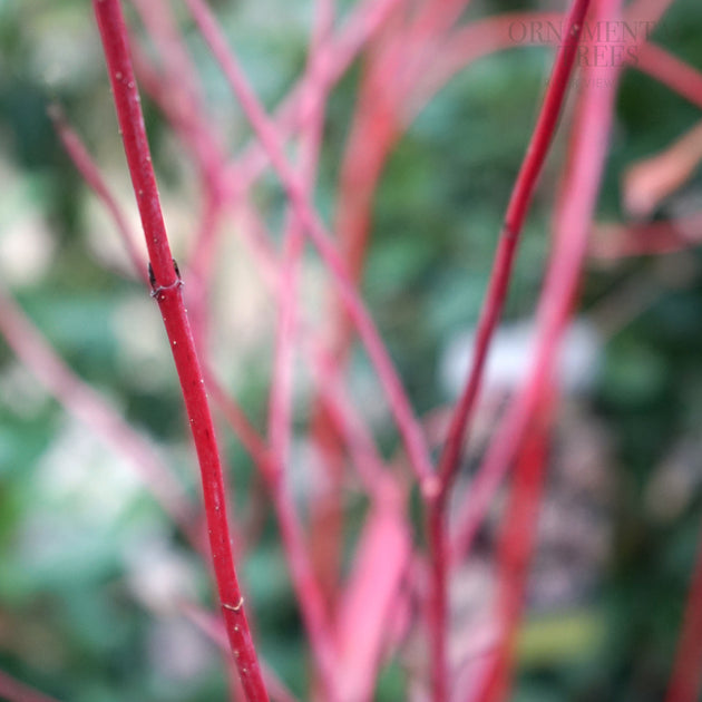 cornus sibirica stems