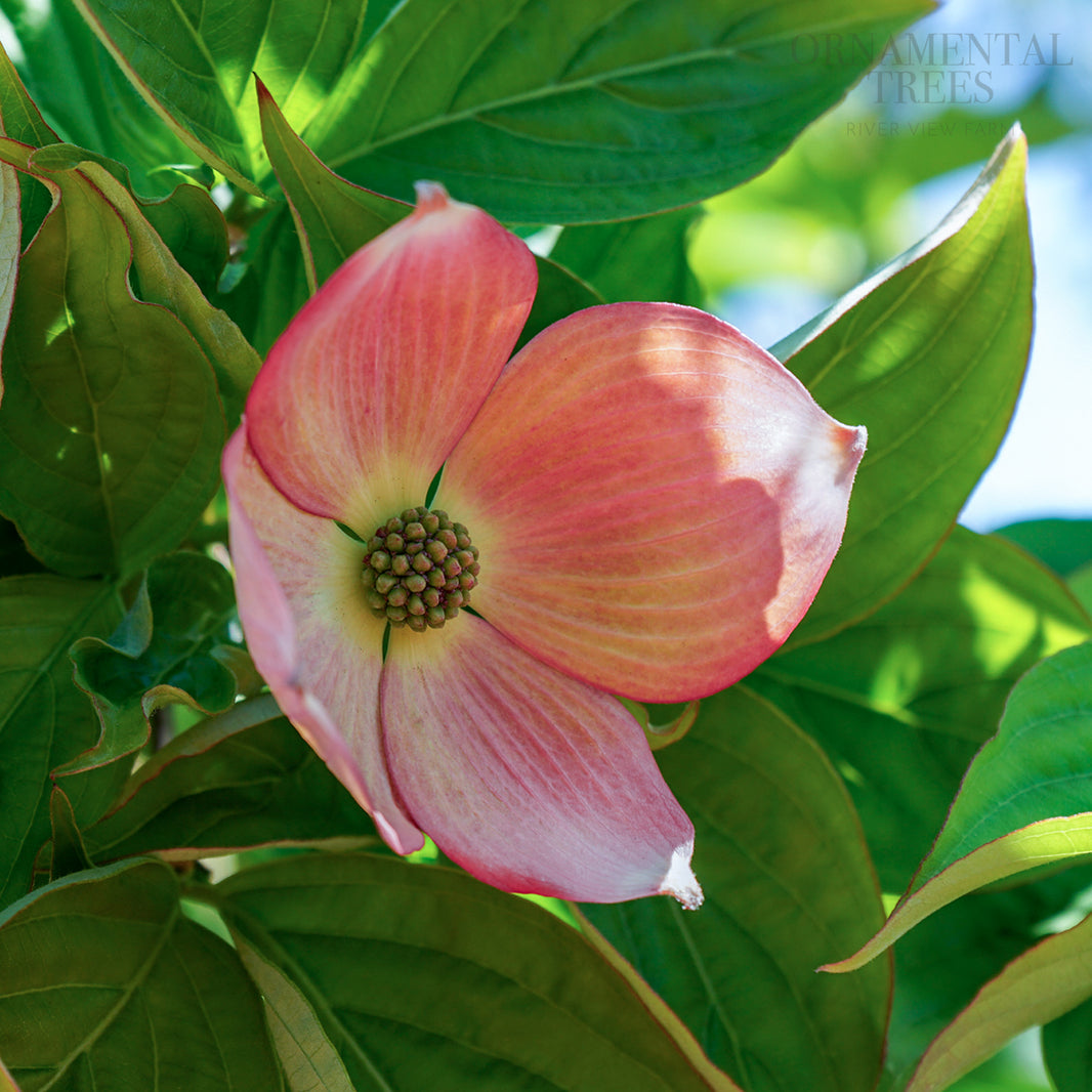 Cornus controversa Variegata | Wedding Cake Tree | Ornamental Trees