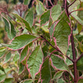 Bush, 100-125cm, 12L pot