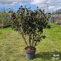 Bush, 100-125cm, 12L pot