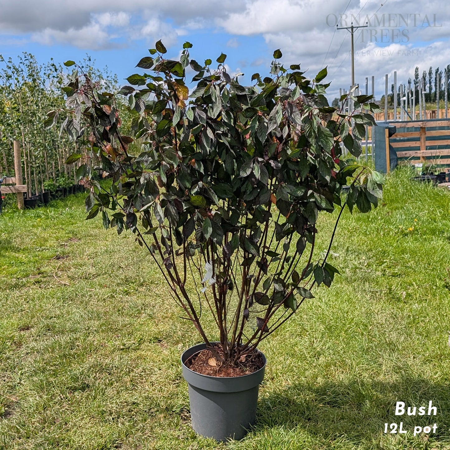 Cornus alba 'Nightfall' Dogwood shrub