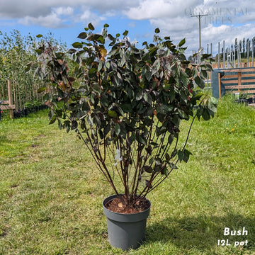 Cornus alba 'Nightfall' Dogwood shrub