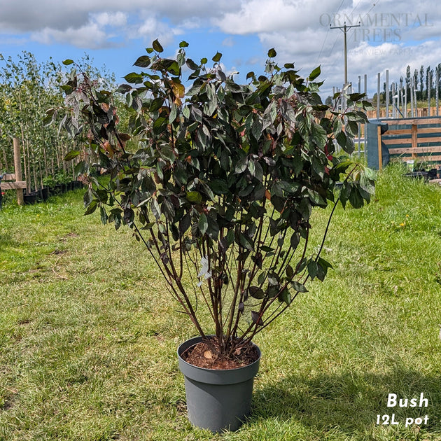 Cornus alba 'Nightfall' Dogwood shrub