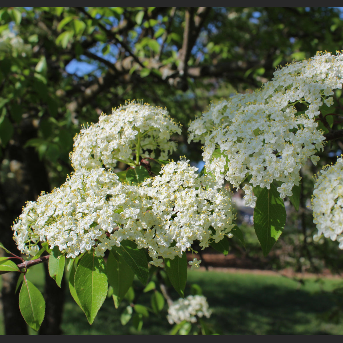 Cornus controversa Pagoda | White flowering shrub | Ornamental Trees