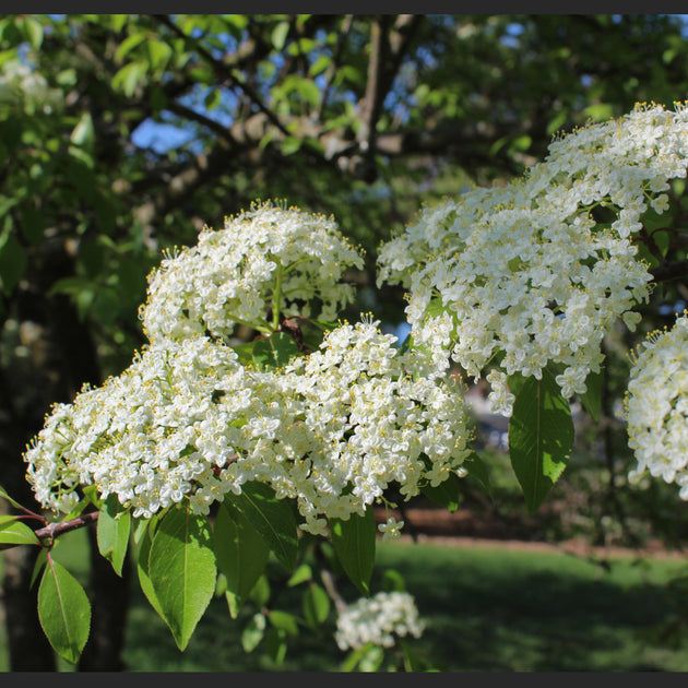 Cornus controversa 'Pagoda'