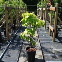 Cornus Florida Rainbow 