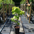 Bush, 60-90cm, 7.5L pot