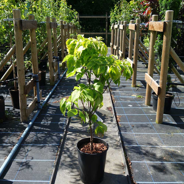 Cornus Florida Rainbow 
