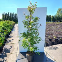 Cornus hongkongensis mature Dogwood bush