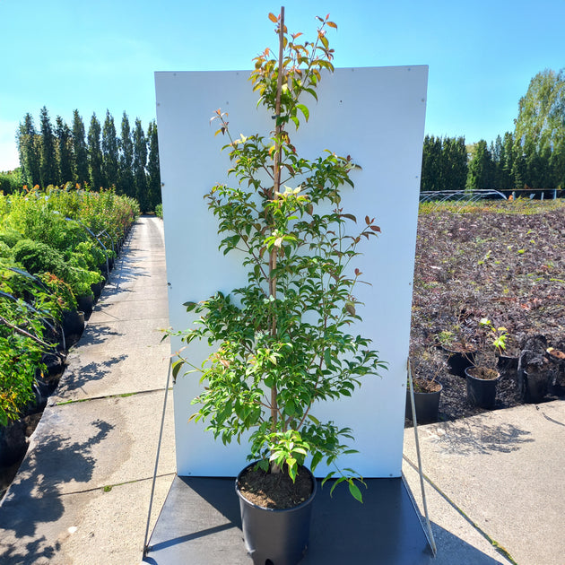 Cornus hongkongensis mature Dogwood bush