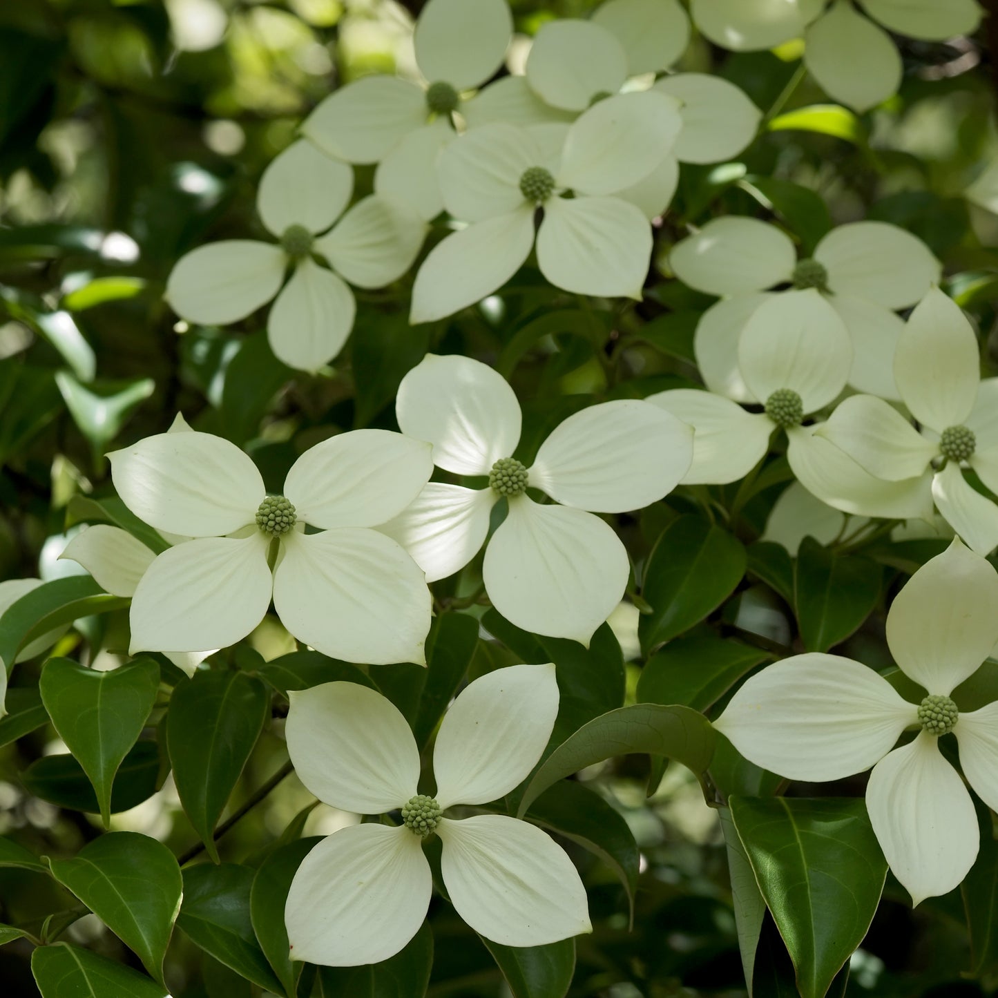Cornus hongkongensis Hong Kong Dogwood flowers