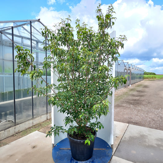 Cornus Milky Way mature shrub in pot