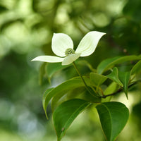 Cornus hongkongensis