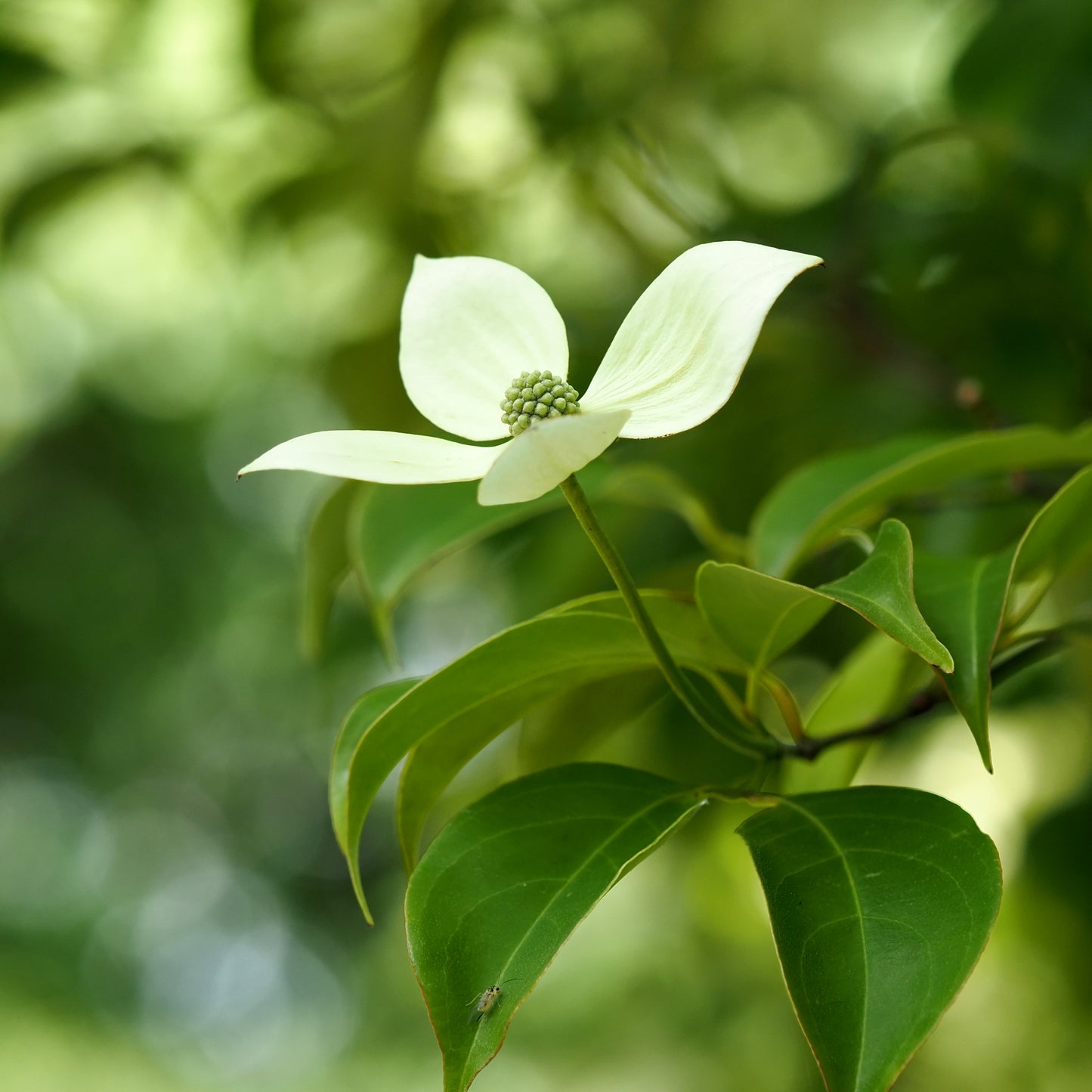Cornus hongkongensis