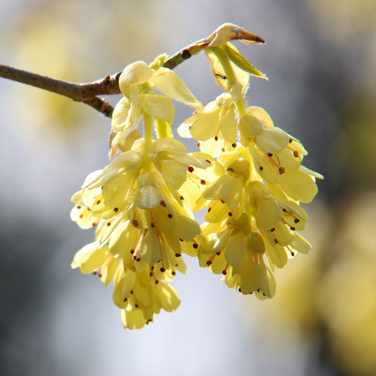 Corylopsis pauciflora flowers