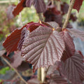 Assorted Corylus Trees & Bushes