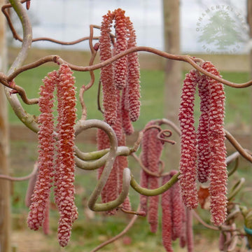 Corylus avellana 'Red Majestic' Hazel