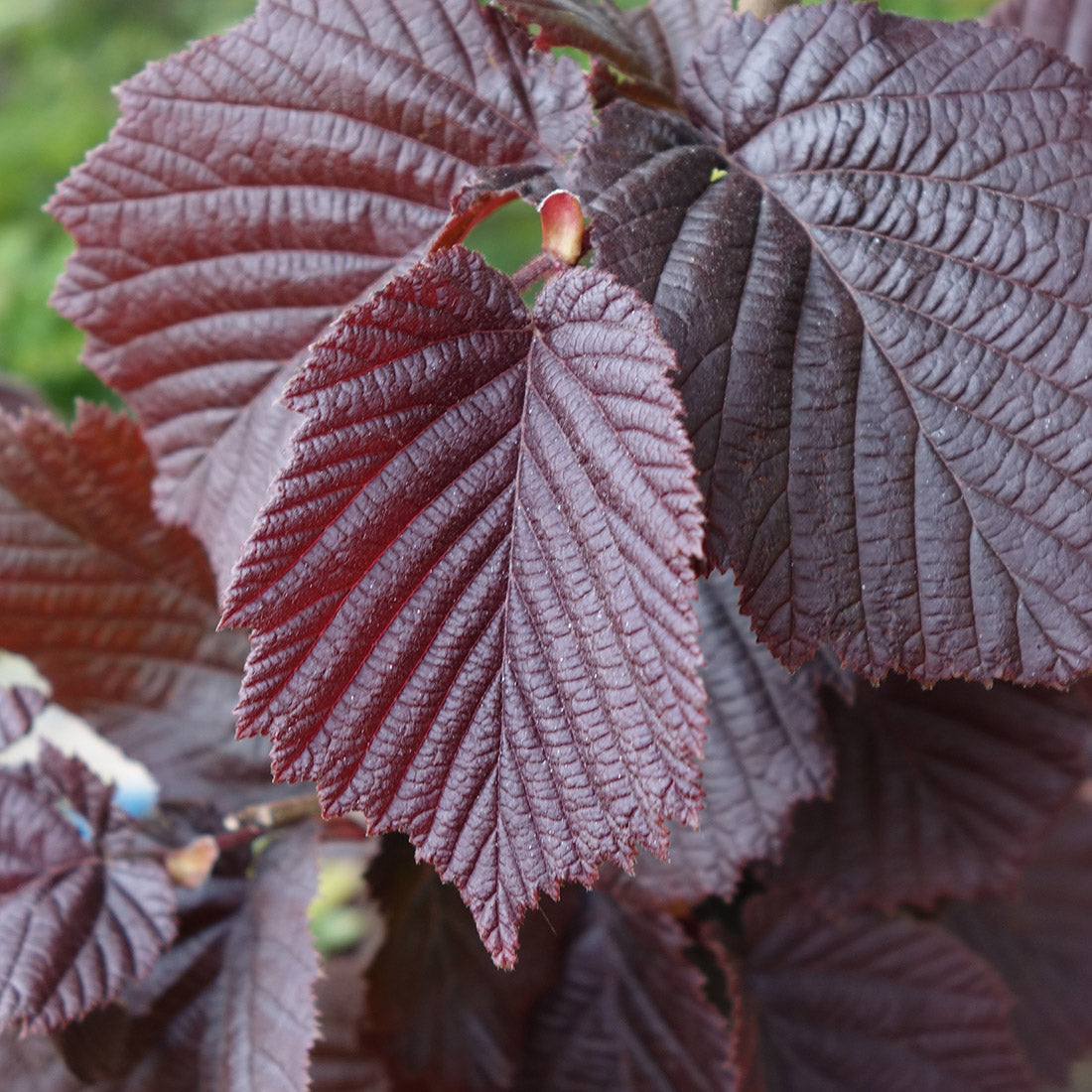 Corylus maxima 'Purpurea' Hazel bush