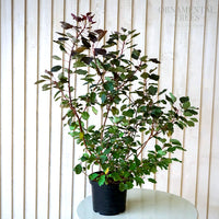 Cotinus 'Dusky Maiden' Shrub