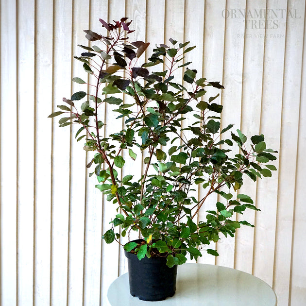 Cotinus 'Dusky Maiden' Shrub