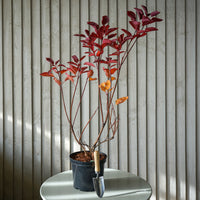 Cotinus Grace 7.5L pot