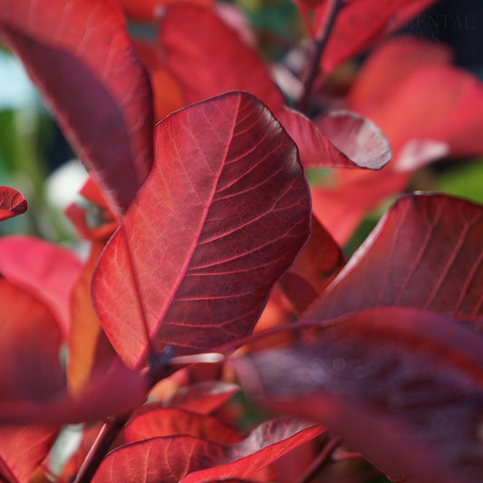 Cotinus Grace Autumn