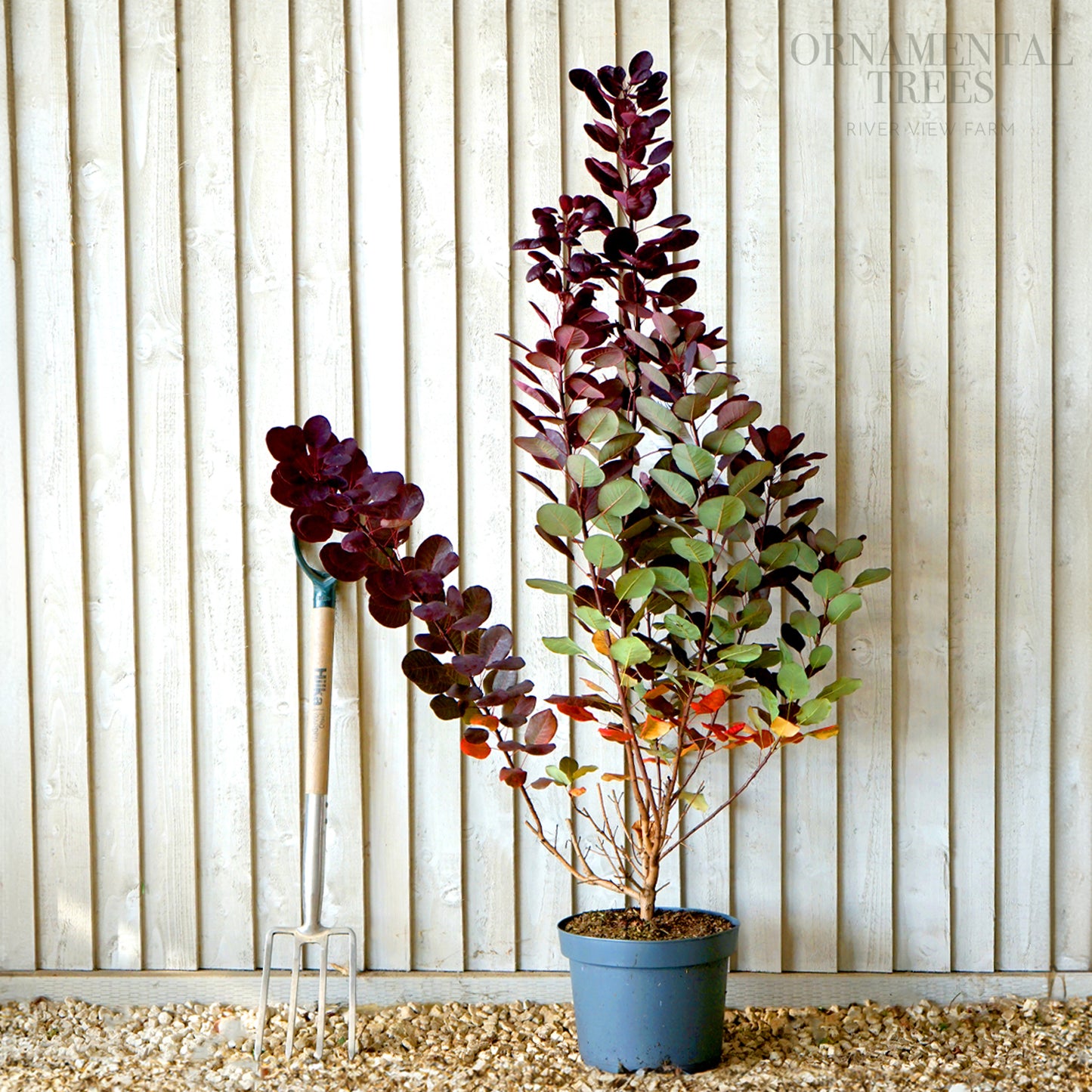 Cotinus coggygria 'Royal Purple' Tree