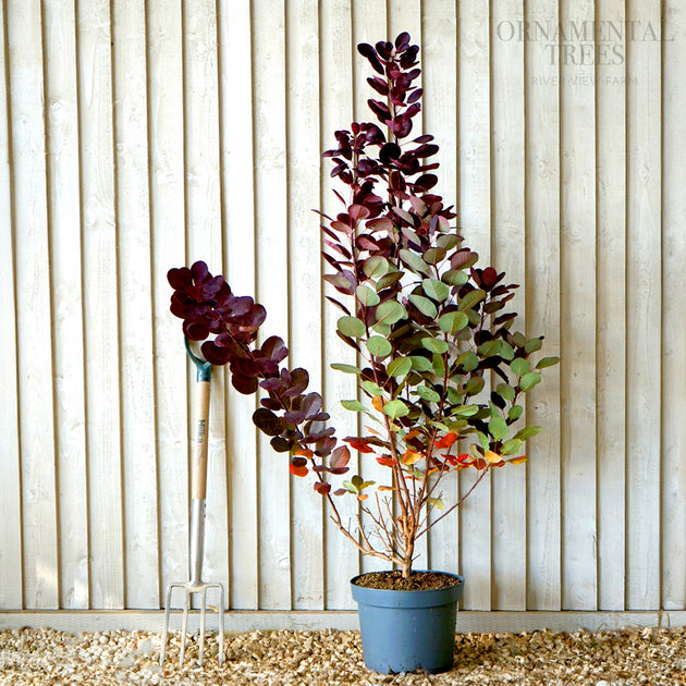 Cotinus coggygria 'Royal Purple' Tree