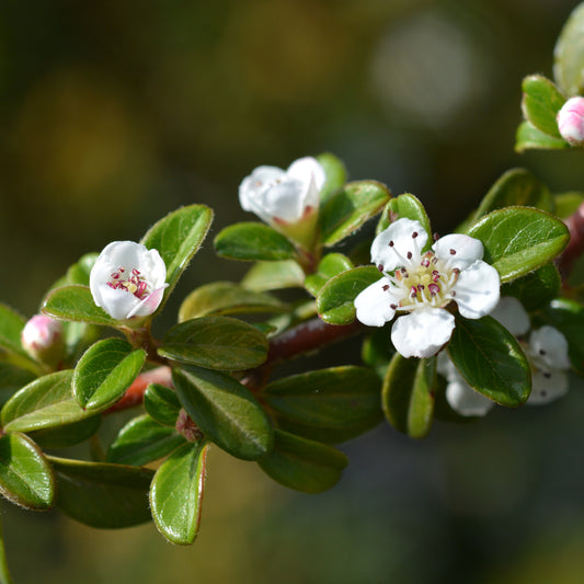 Cotoneaster Coral Beauty flowers