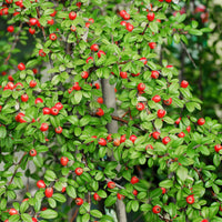 Cotoneaster Coral Beauty berries