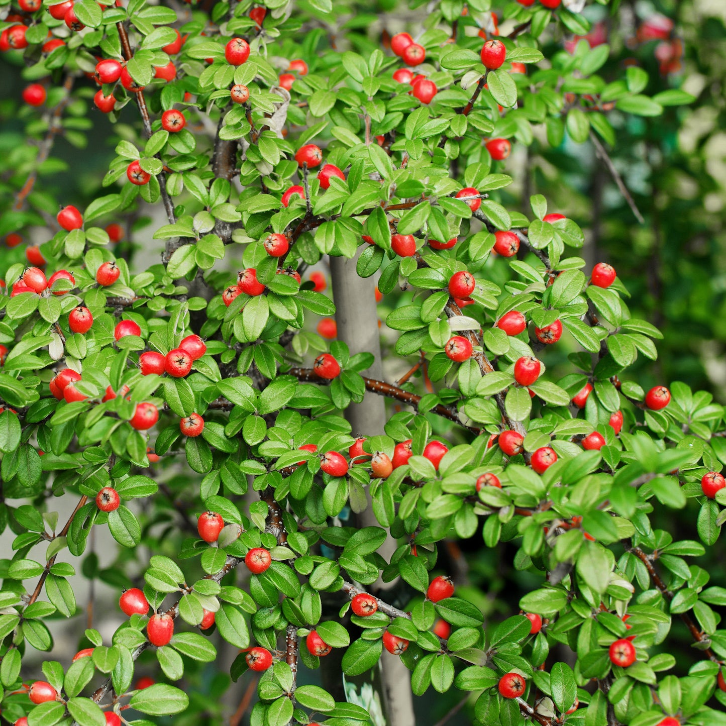 Cotoneaster Coral Beauty berries