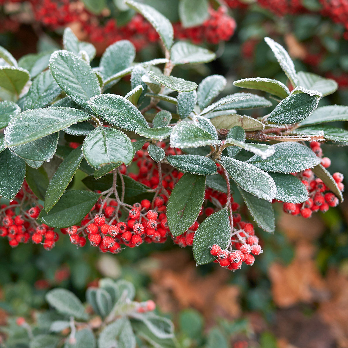 Cotoneaster Trees & Plants | Ornamental Trees
