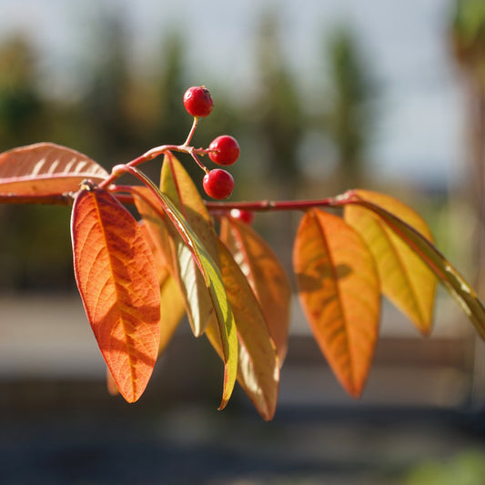 Cotoneaster frigidus 'Cornubia' Tree