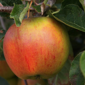 Cox Self Fertile Apple Tree